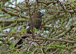 Thick-billed Weaver