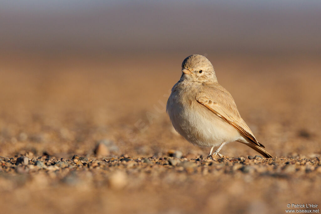 Bar-tailed Lark