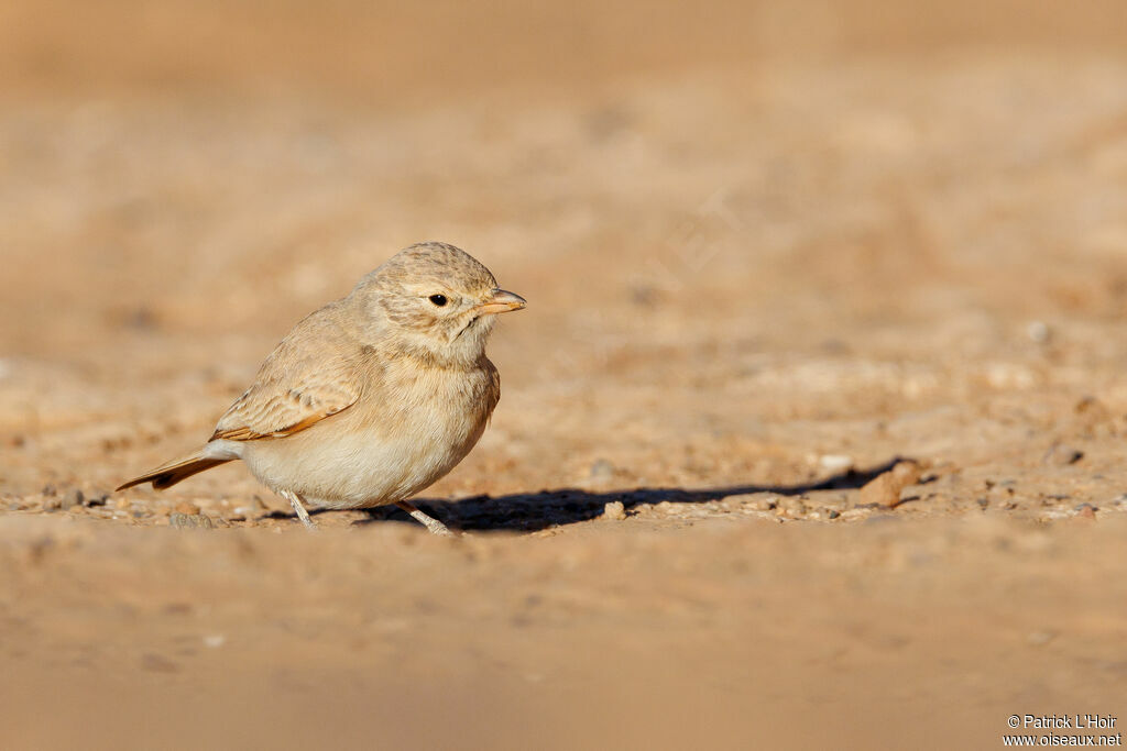 Bar-tailed Lark