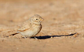 Bar-tailed Lark