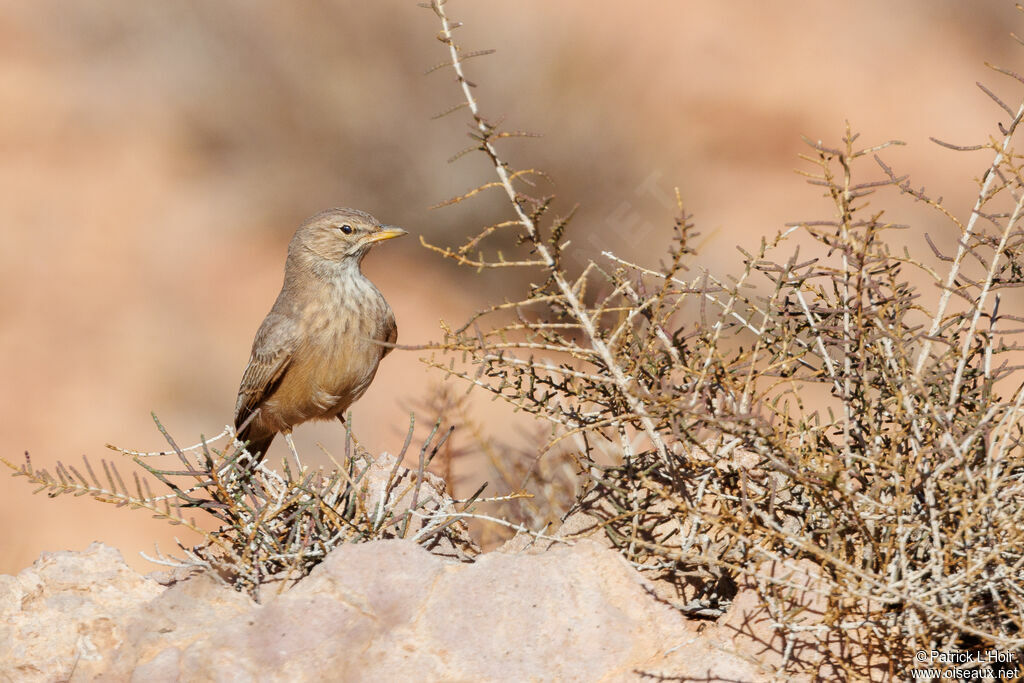 Desert Lark