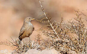 Desert Lark