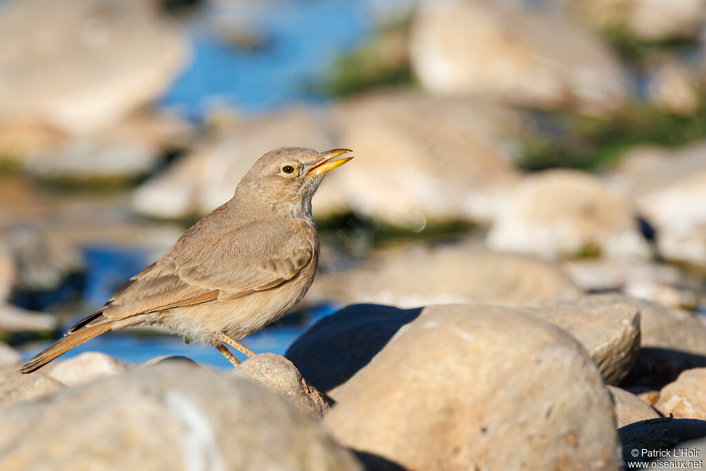 Desert Lark