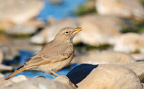 Desert Lark