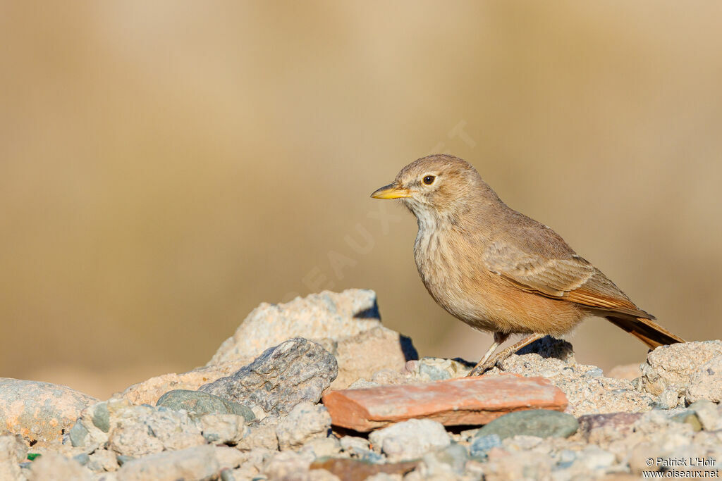 Desert Lark