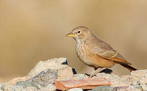 Desert Lark