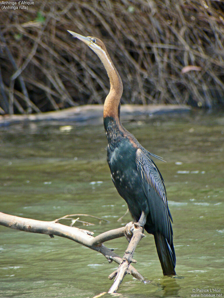 Anhinga d'Afrique