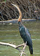 Anhinga d'Afrique