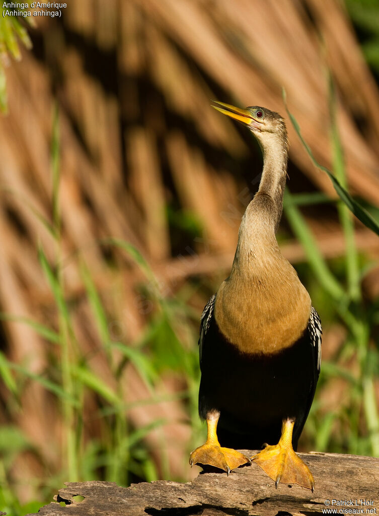 Anhingaadult, identification