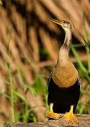 Anhinga