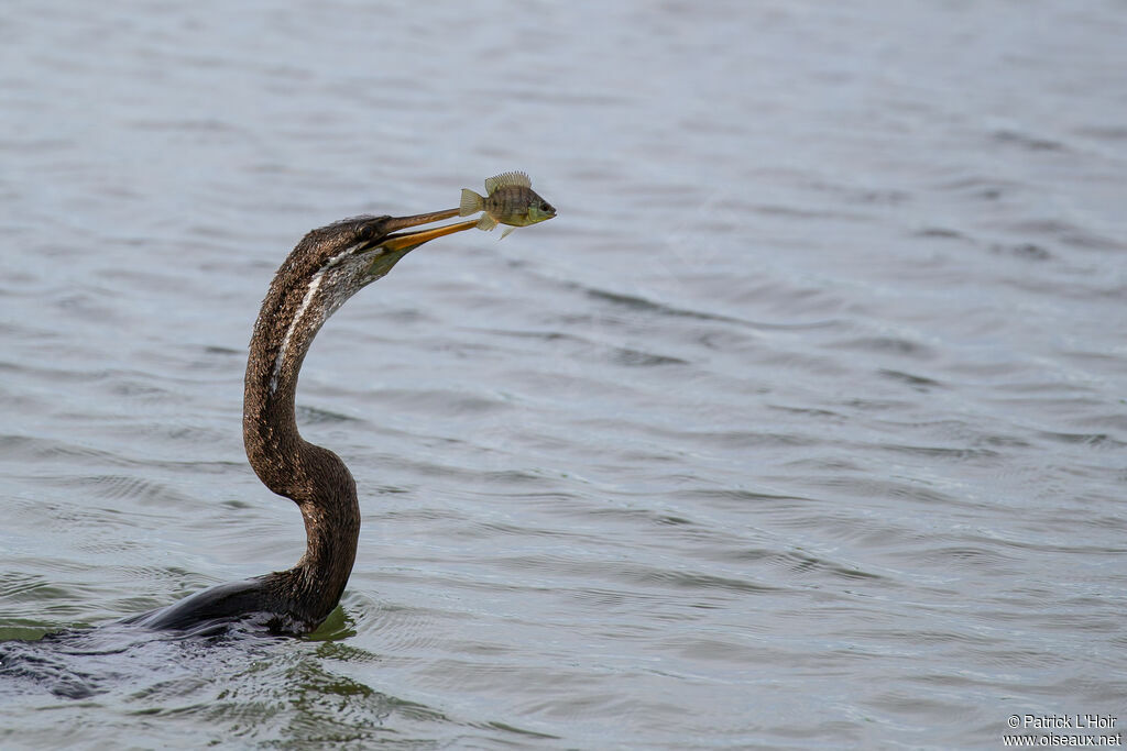 Anhinga roux