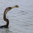 Anhinga roux