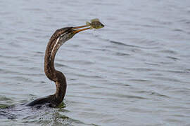 Anhinga roux