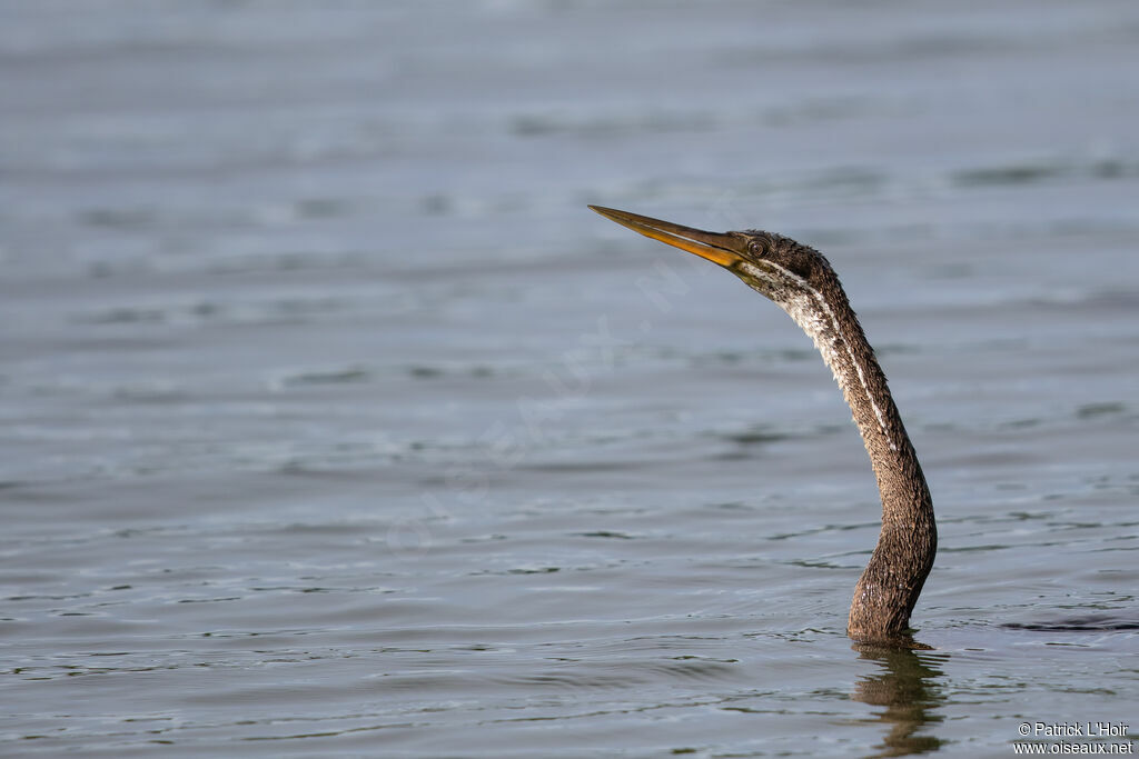 Anhinga roux