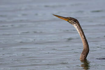 Anhinga roux