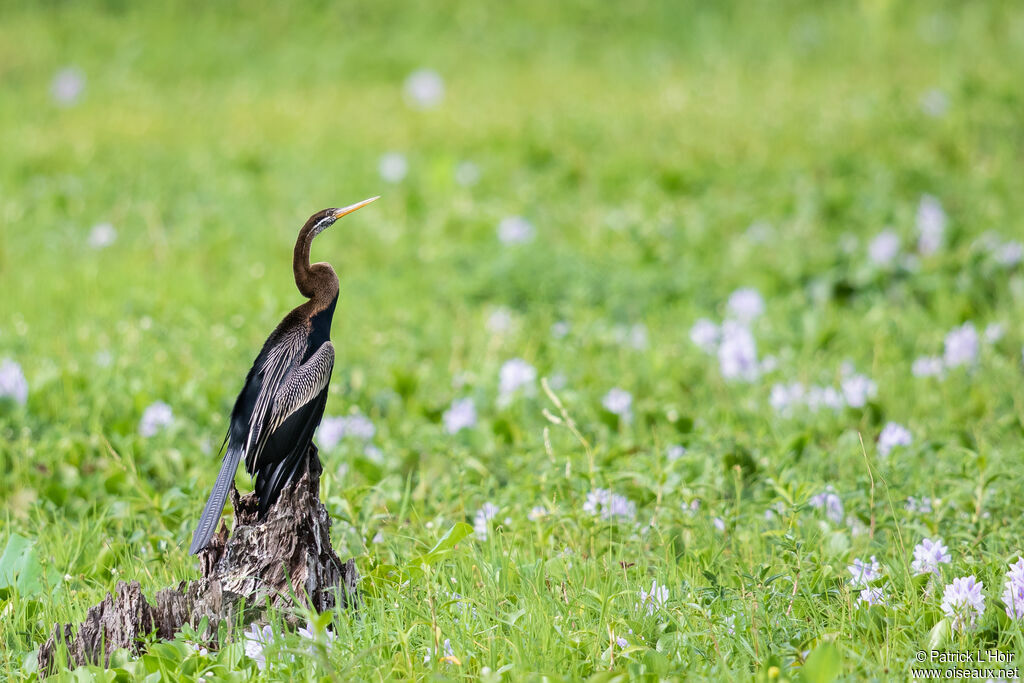 Anhinga roux