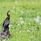 Anhinga roux