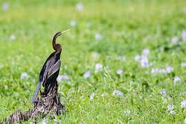 Anhinga roux