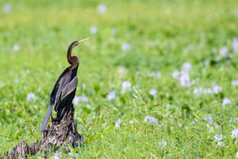 Anhinga roux