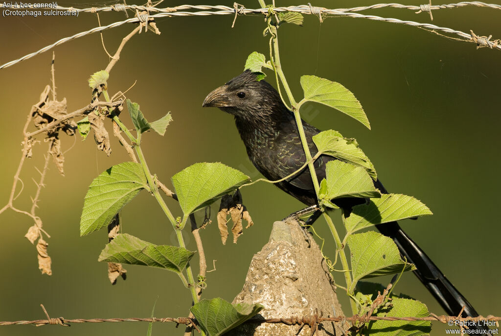 Groove-billed Aniadult