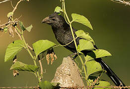 Groove-billed Ani