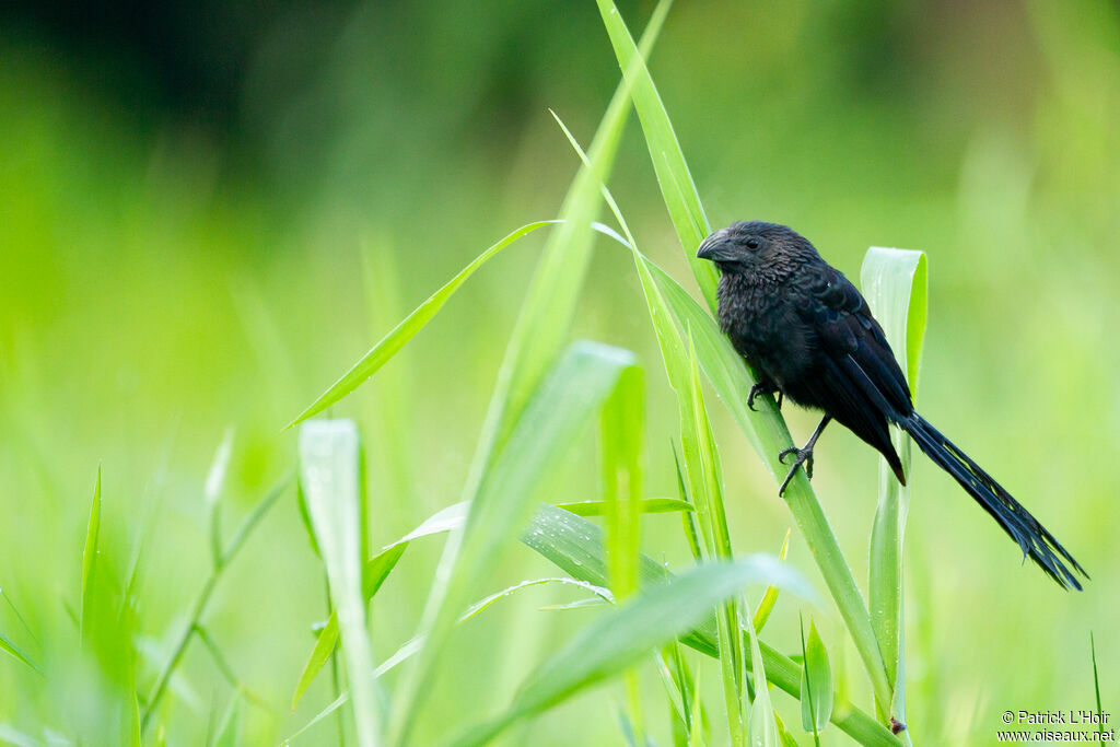 Groove-billed Ani