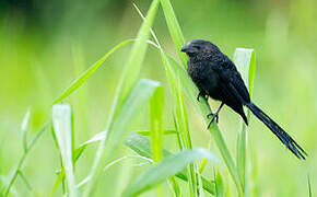 Groove-billed Ani