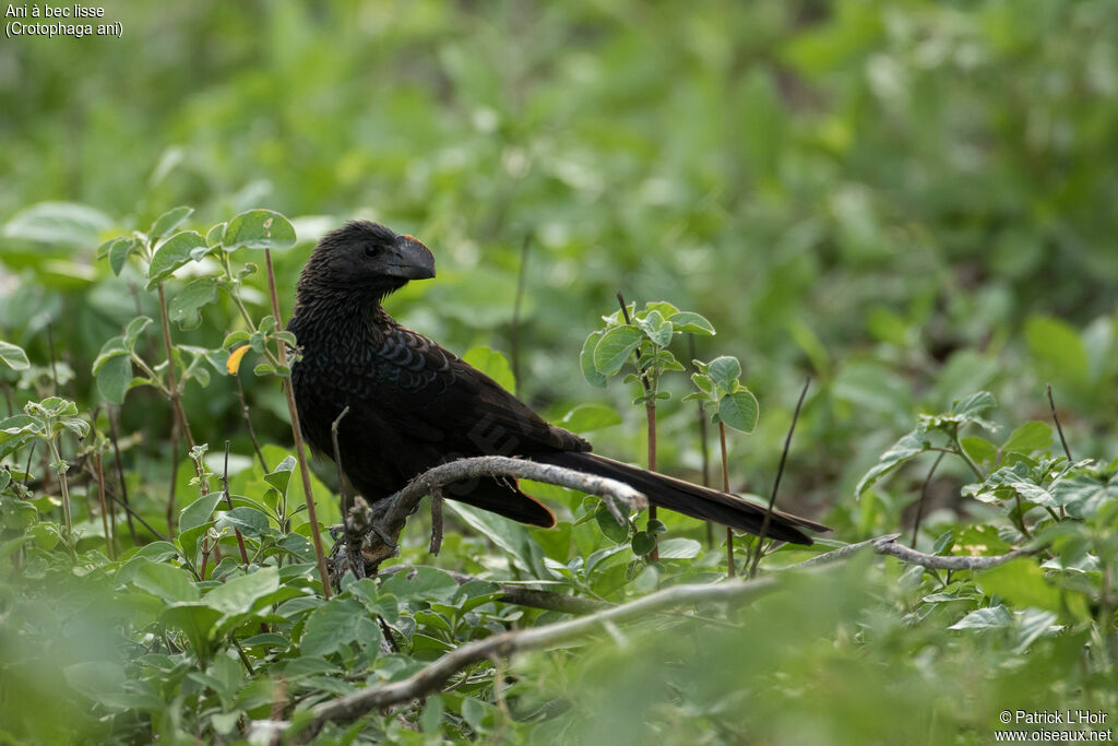 Smooth-billed Ani