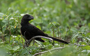 Smooth-billed Ani