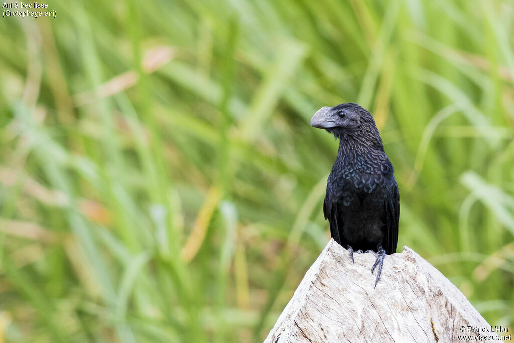 Smooth-billed Ani