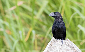 Smooth-billed Ani