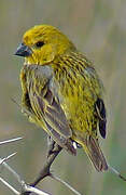 Cuckoo-finch