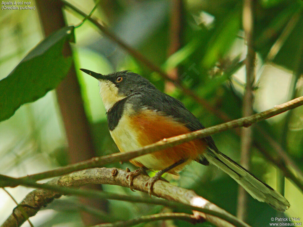 Apalis à col noiradulte, identification