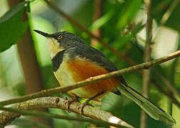 Apalis à col noir