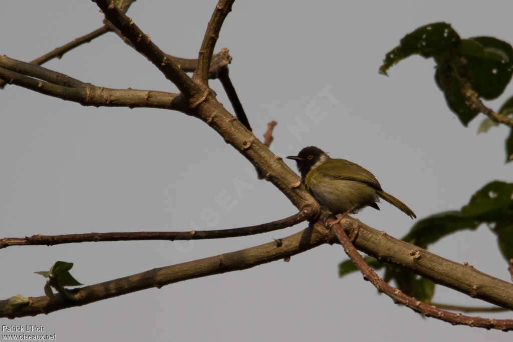 Apalis à face noireadulte, identification