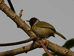 Apalis à face noire