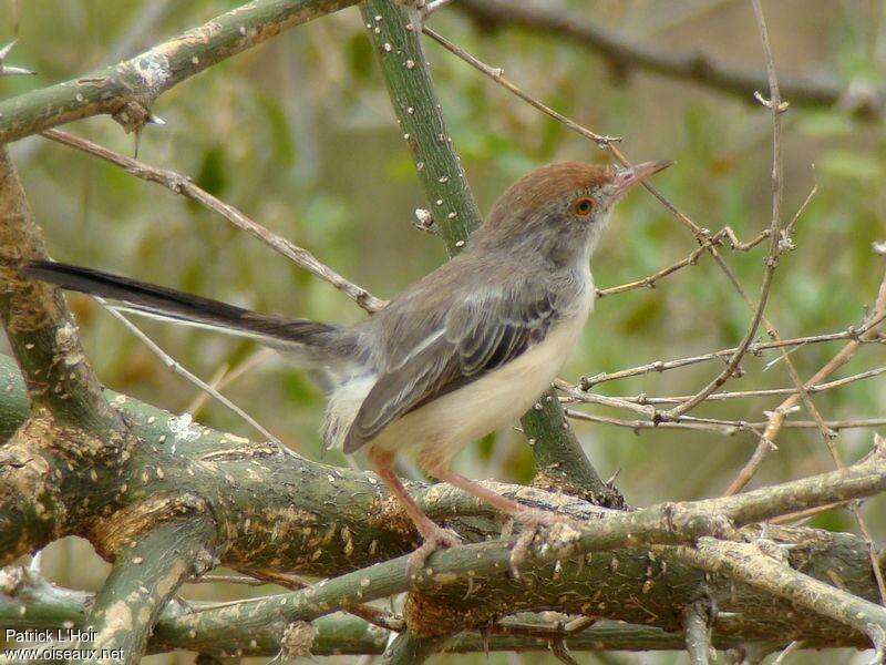 Red-fronted Warbler, identification