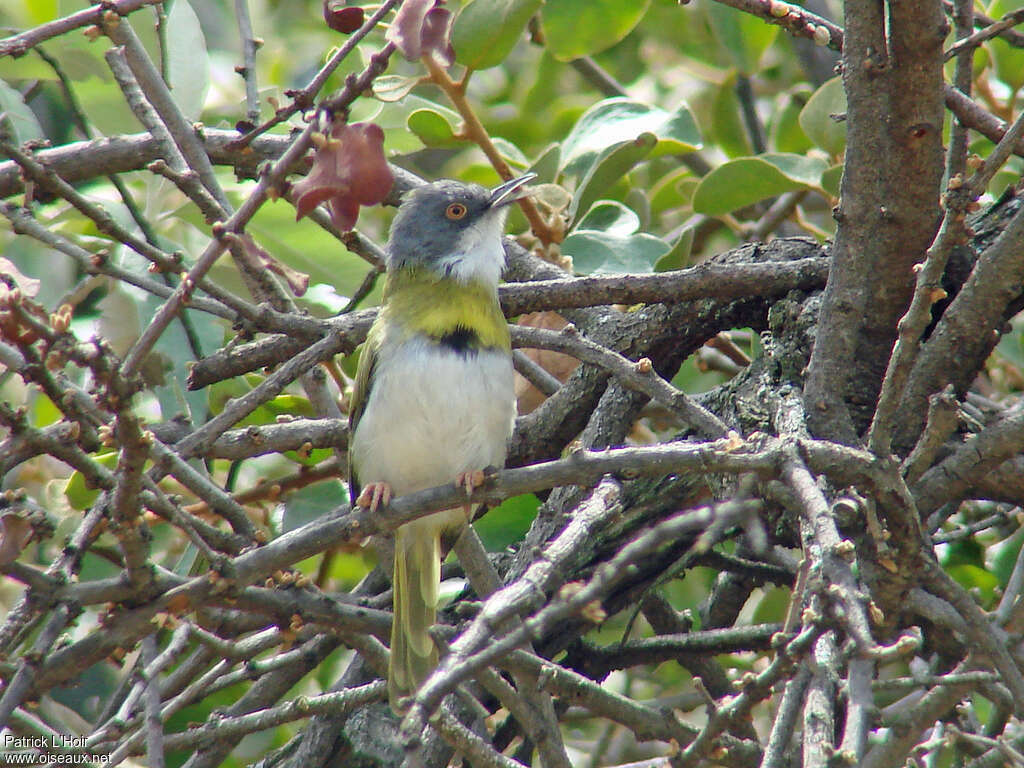 Apalis à gorge jaune mâle adulte, habitat, chant