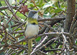 Apalis à gorge jaune