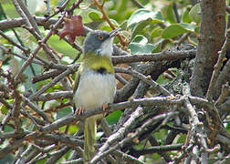 Yellow-breasted Apalis