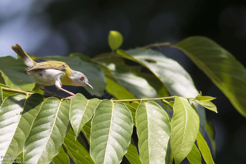 Yellow-breasted Apalisadult, fishing/hunting