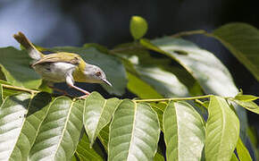 Apalis à gorge jaune