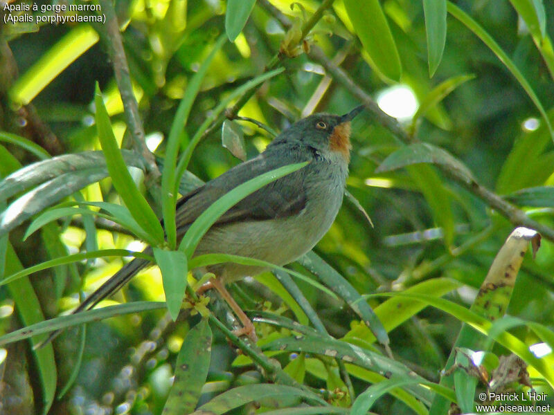 Chestnut-throated Apalis