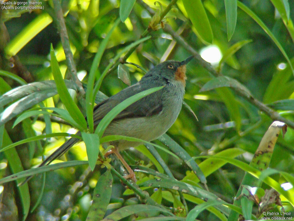 Apalis à gorge marron