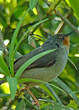 Apalis à gorge marron