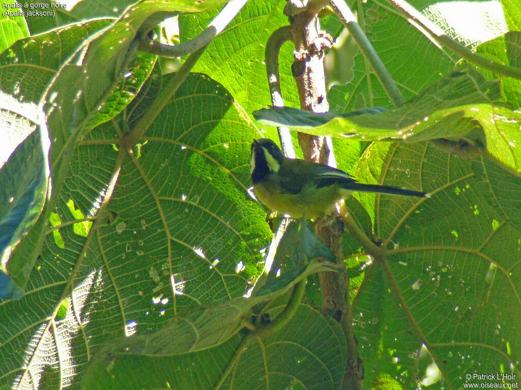 Black-throated Apalis