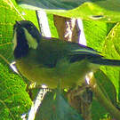 Apalis à gorge noire
