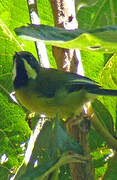 Black-throated Apalis