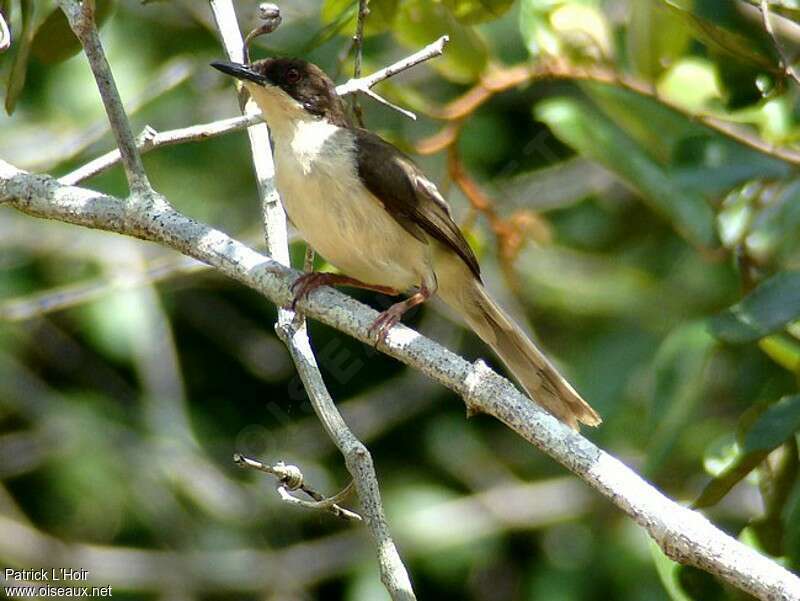 Apalis à tête noireadulte, identification