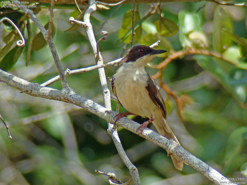 Apalis à tête noire